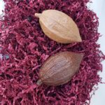 Chocolate Esrog (2 pack)