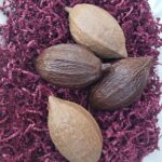 Chocolate Esrog (4 pack)